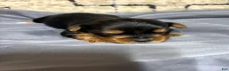 Yorkshire Terrier dogs for sale: Yorkshire Terrier 2 - Ad 1