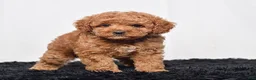 Mini Goldendoodle dogs for sale: Mr. Sammy - Ad 6