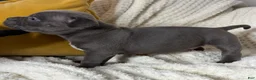 American Bully dogs for sale: Little Bill - Ad 4