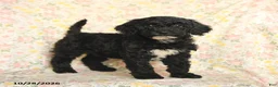 Mini Goldendoodle dogs for sale: Olesha - Ad 3