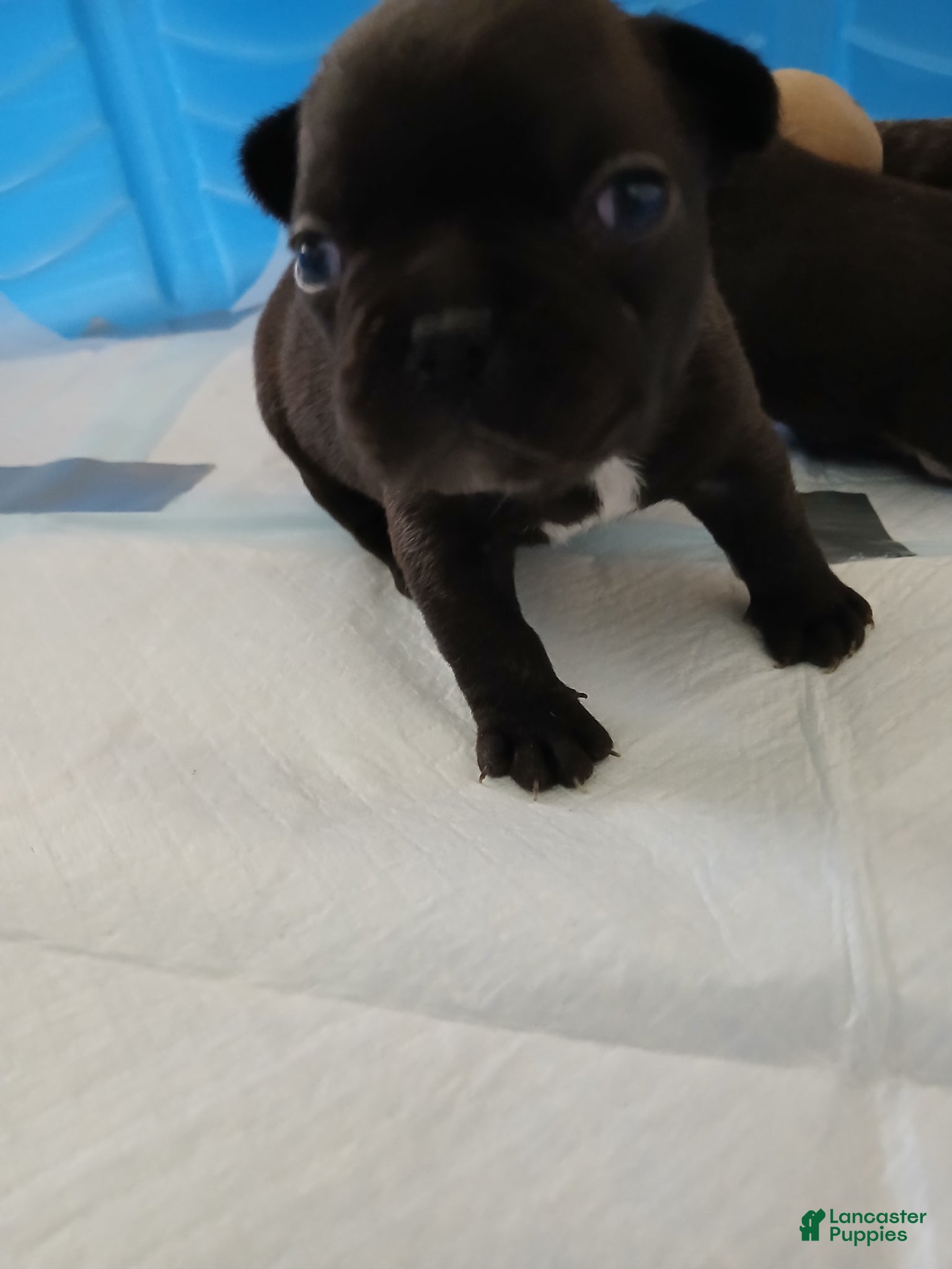 French Bulldog dogs French Bulldog Puppy 4 - Ad 13
