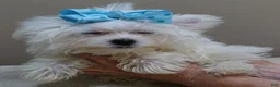 Maltese dogs for sale: 1.75 lbs  TEACUP - Ad 6