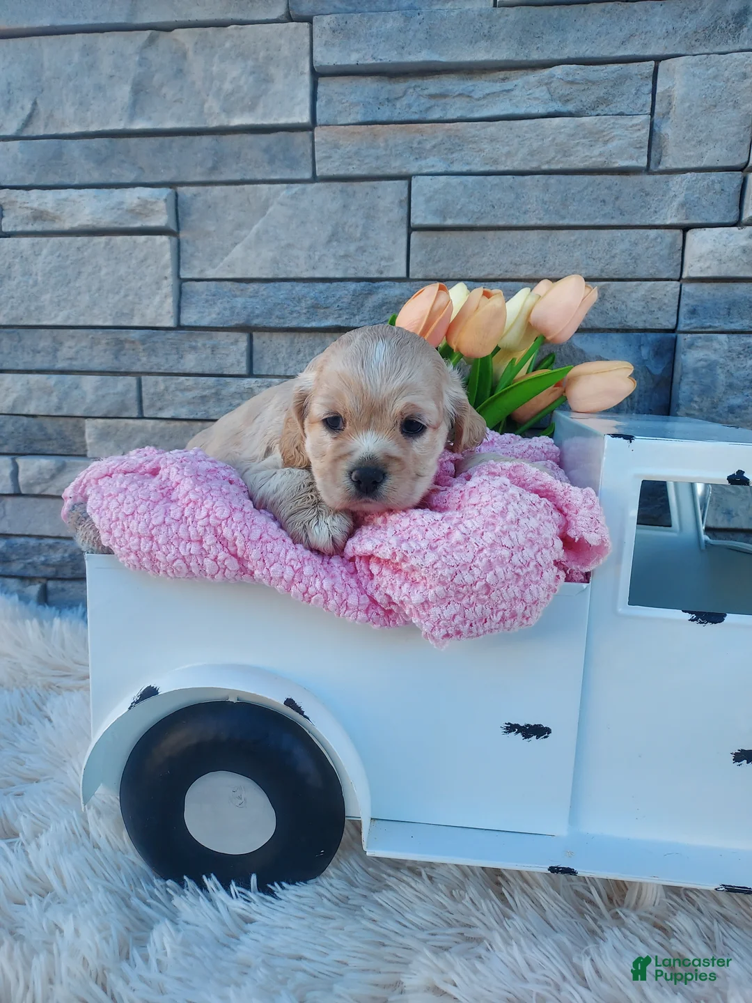 Cocker Spaniel dogs for sale: Elsa - Ad 1