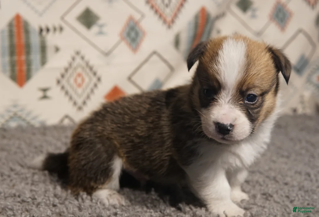 Welsh Corgi Pembroke dogs for sale: Finn Hold - Ad 2