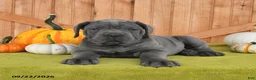 Cane Corso dogs for sale: Champ  - Ad 5
