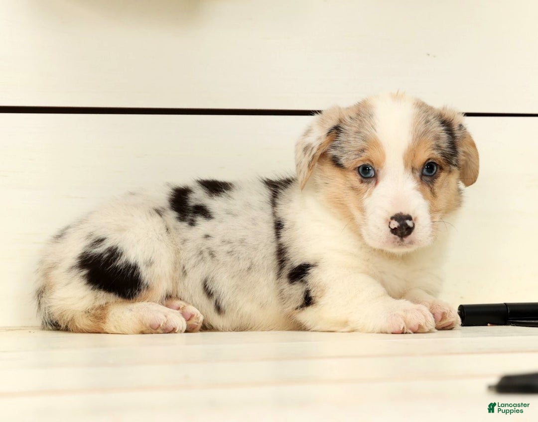 Welsh Corgi Pembroke dogs for sale: Chloe - Ad 5