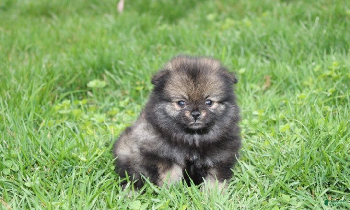Pomeranian dogs Khloe  - Ad 2