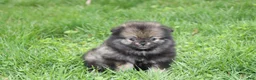 Pomeranian dogs for sale: Khloe  - Ad 2