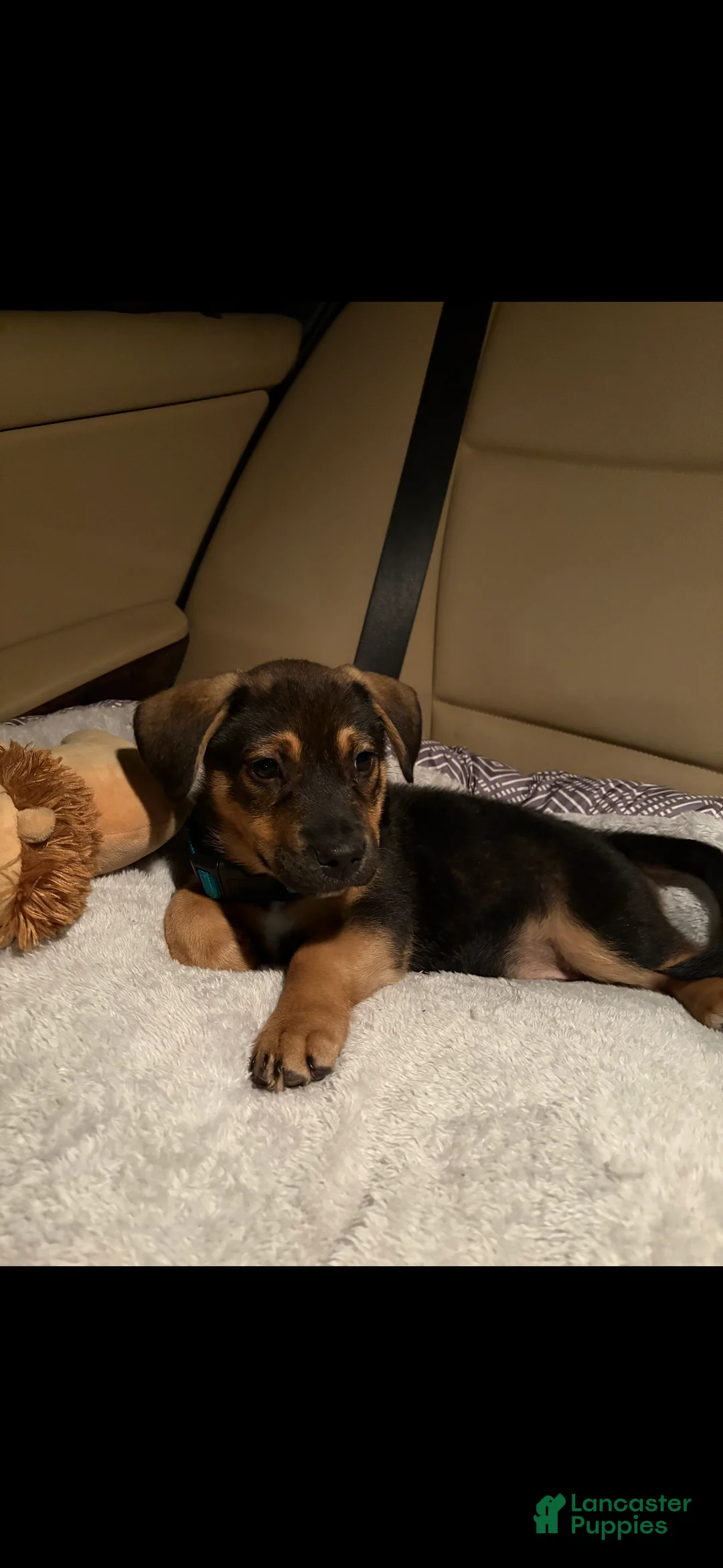 German Shepherd dogs for sale: German Shepherd Puppy 1 - Ad 2