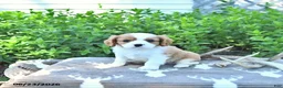 Cavalier King Charles Spaniel dogs for sale: Jace - Ad 4