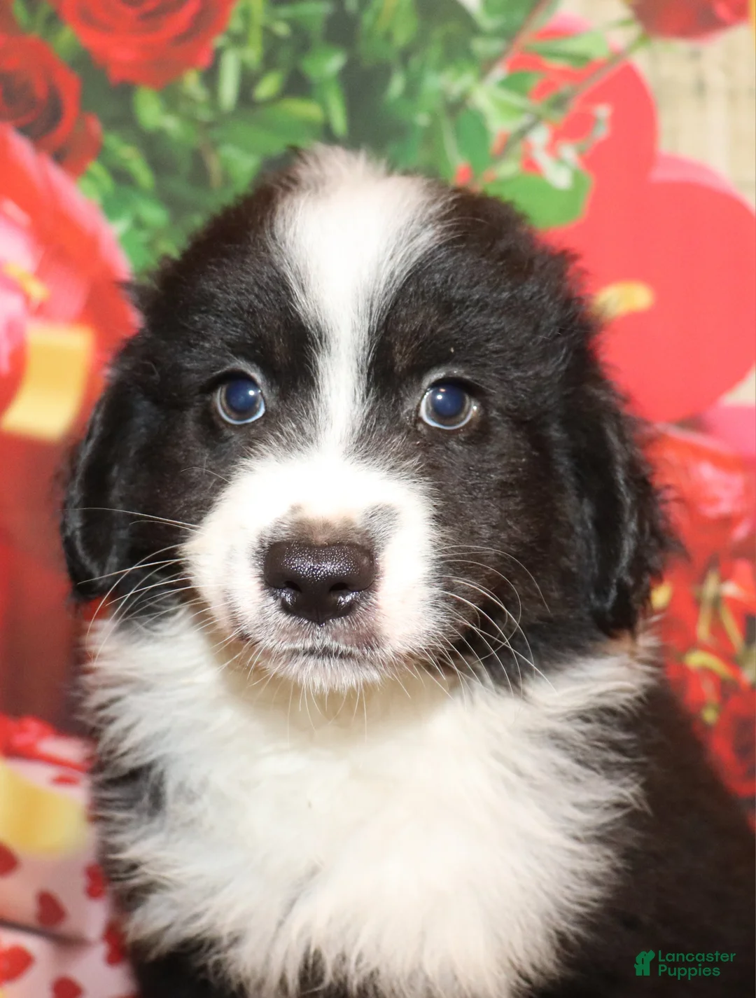 Miniature Australian Shepherd dogs for sale: Theo - Ad 1
