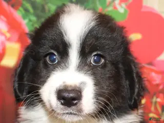 Miniature Australian Shepherd dogs for sale: Theo - Ad 4