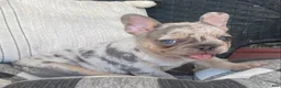 French Bulldog dogs for sale: French Bulldog 3 - Ad 2