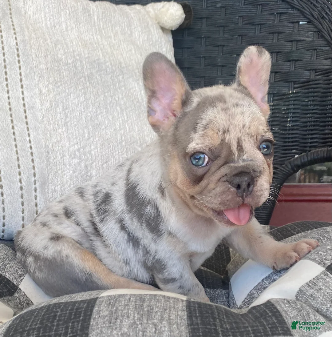 French Bulldog dogs for sale: French Bulldog 3 - Ad 2