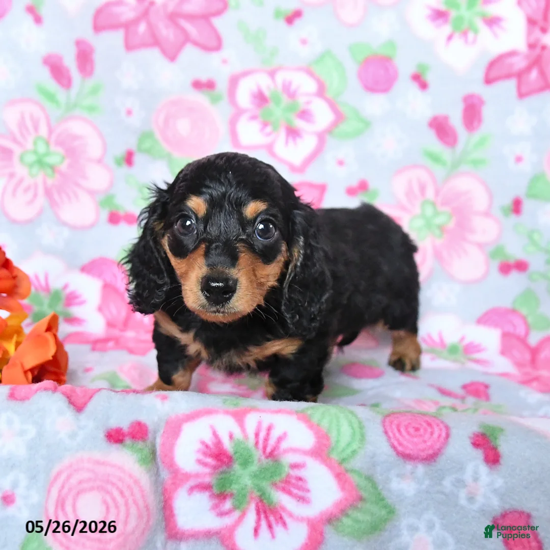 Miniature Dachshund dogs for sale: Blossom - Ad 1