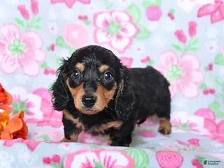 Miniature Dachshund dogs for sale: Blossom - Ad 3