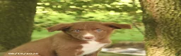 Border Collie dogs for sale: Flower - Ad 4