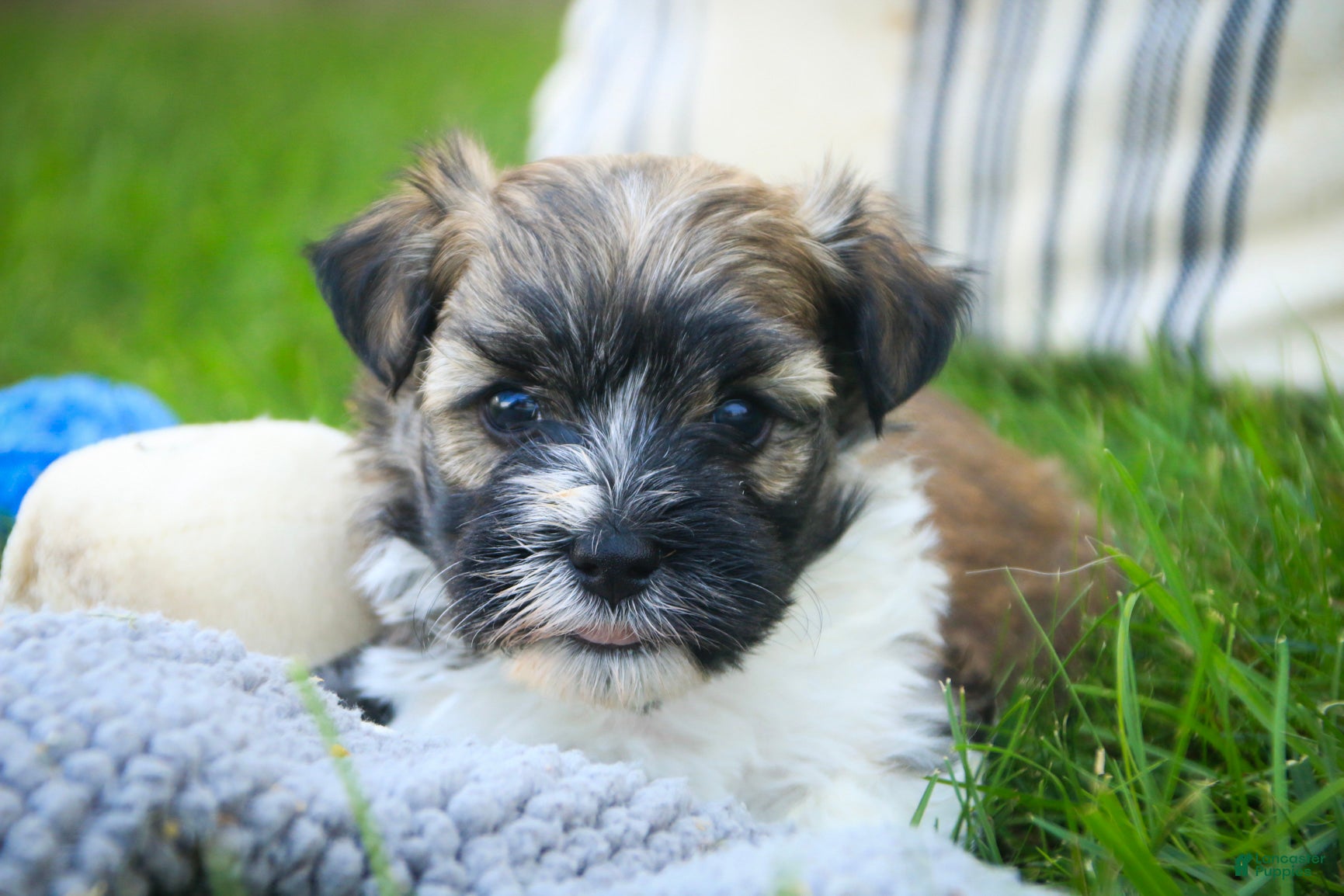 Havanese dogs Rookie Havanese  - Ad 2