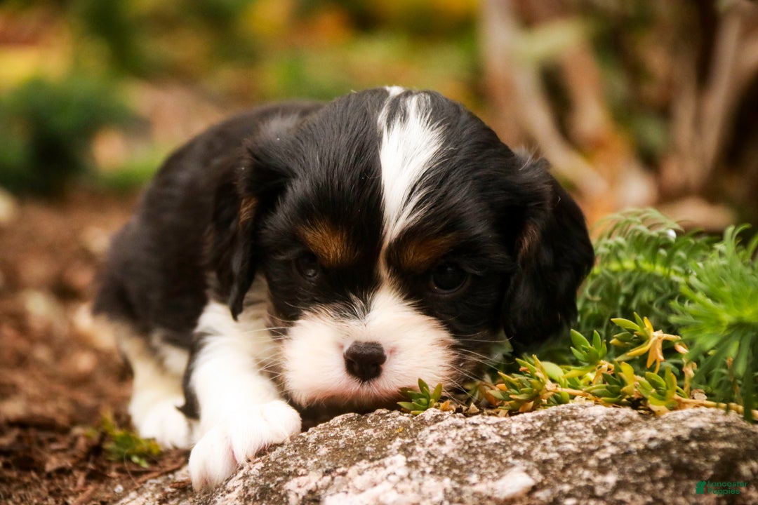 Cavalier King Charles Spaniel dogs for sale: Charlie - Ad 4