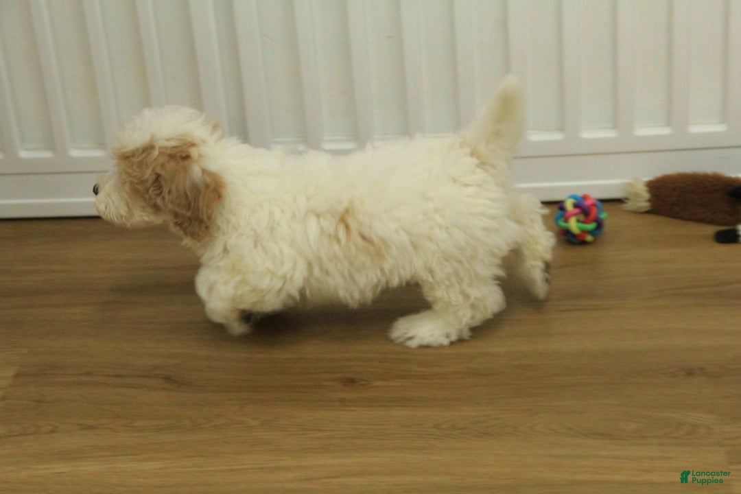 Bichpoo dogs for sale: Rory - Ad 3