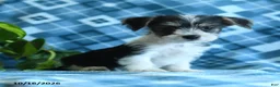 Mixed Breed dogs for sale: Daisy - Ad 2