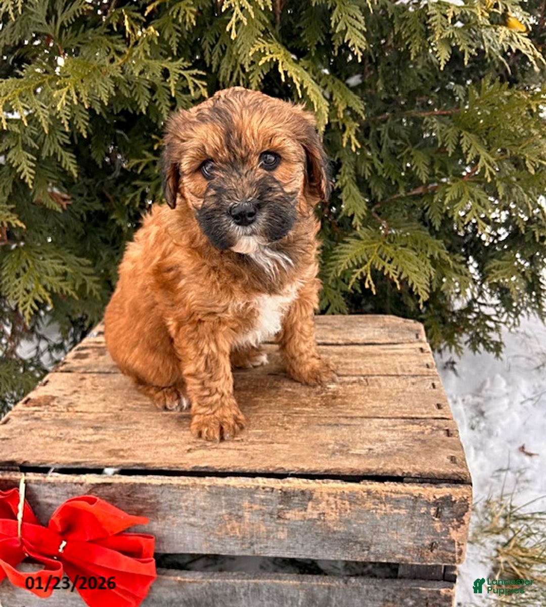 Whoodle dogs for sale: Waverly - Ad 3