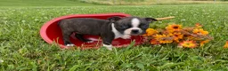 Boston Terrier dogs for sale: Tulip - Ad 3