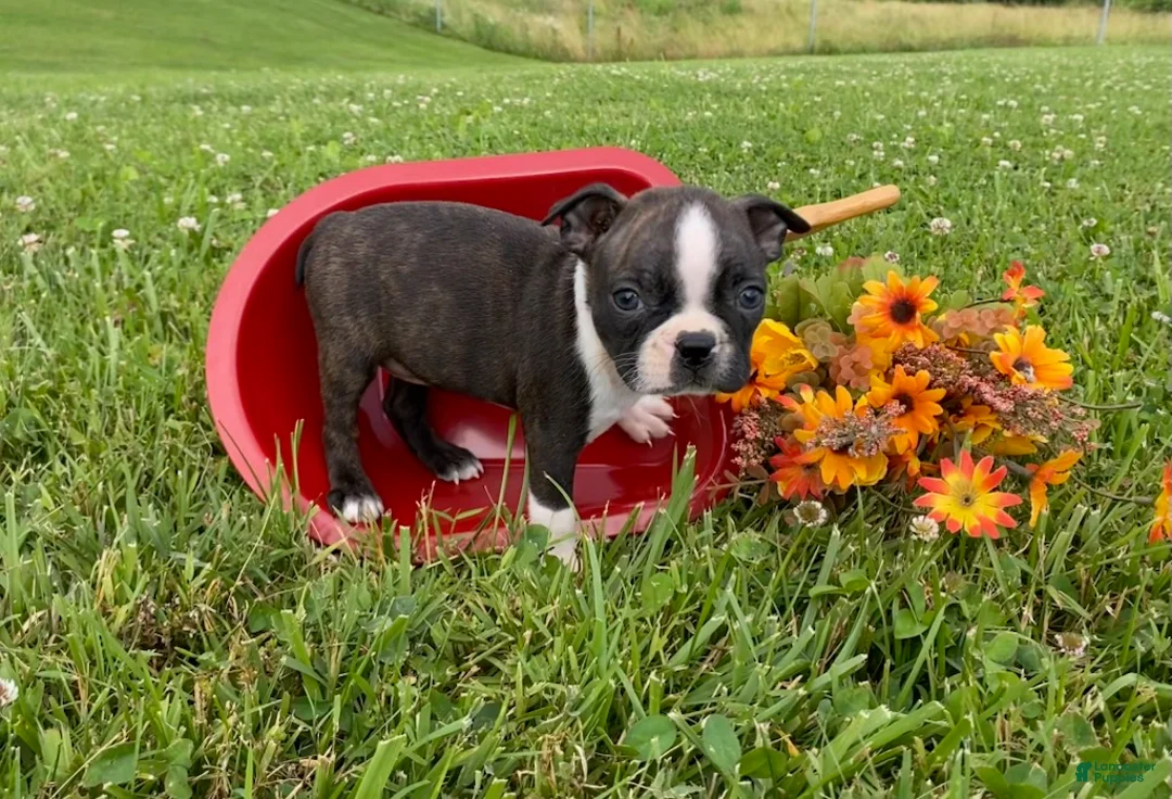 Boston Terrier dogs for sale: Tulip - Ad 3