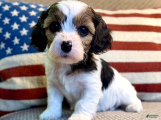 Cavapoo dogs Noel - Ad 31