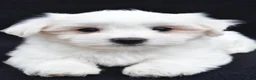 Maltese dogs for sale: Cash - Ad 6