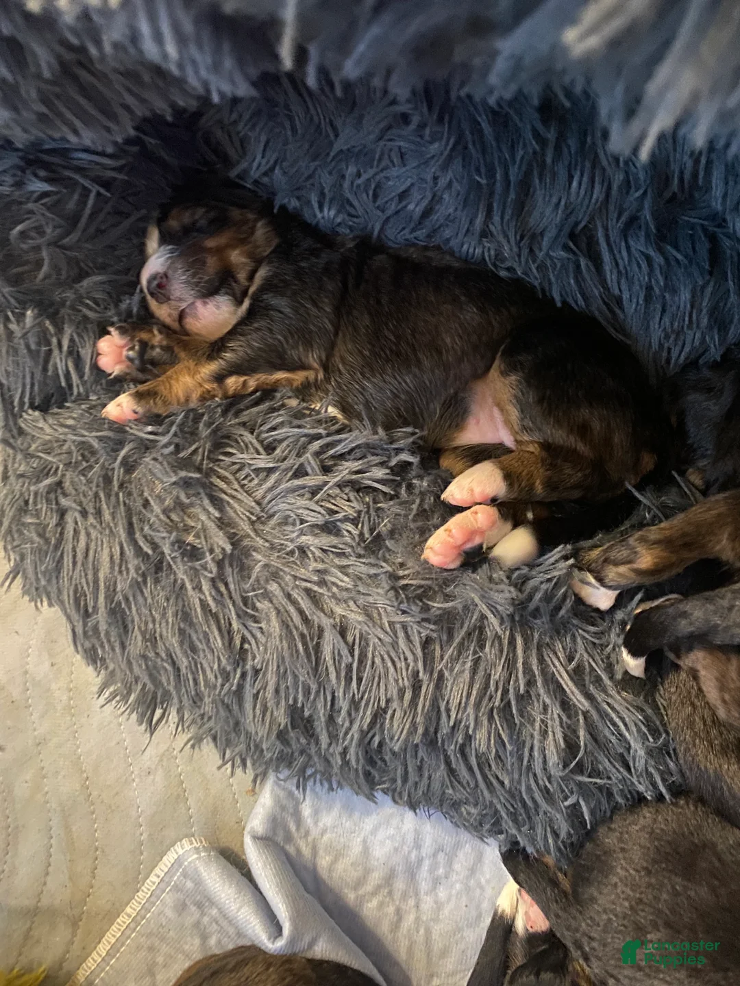 Bernedoodle dogs for sale: Bernedoodle Puppy 2 - Ad 7