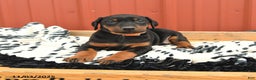Doberman Pinscher dogs for sale: Hannah - Ad 13