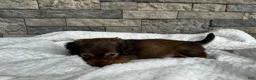Miniature Dachshund dogs for sale: Rex - Ad 4