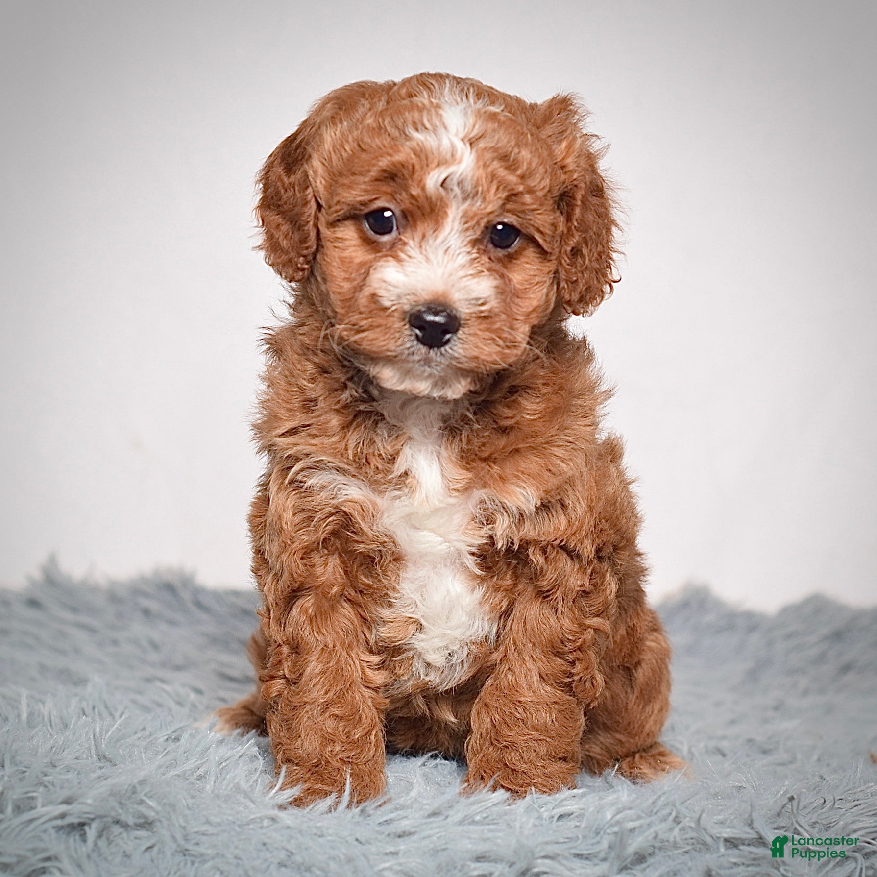 Mini Goldendoodle dogs Ms. Angel  - Ad 2