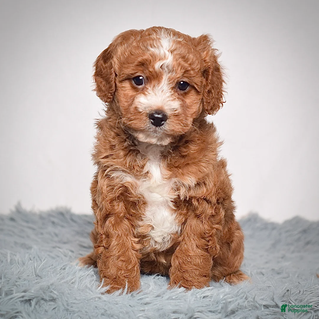 Mini Goldendoodle dogs for sale: Ms. Angel  - Ad 2