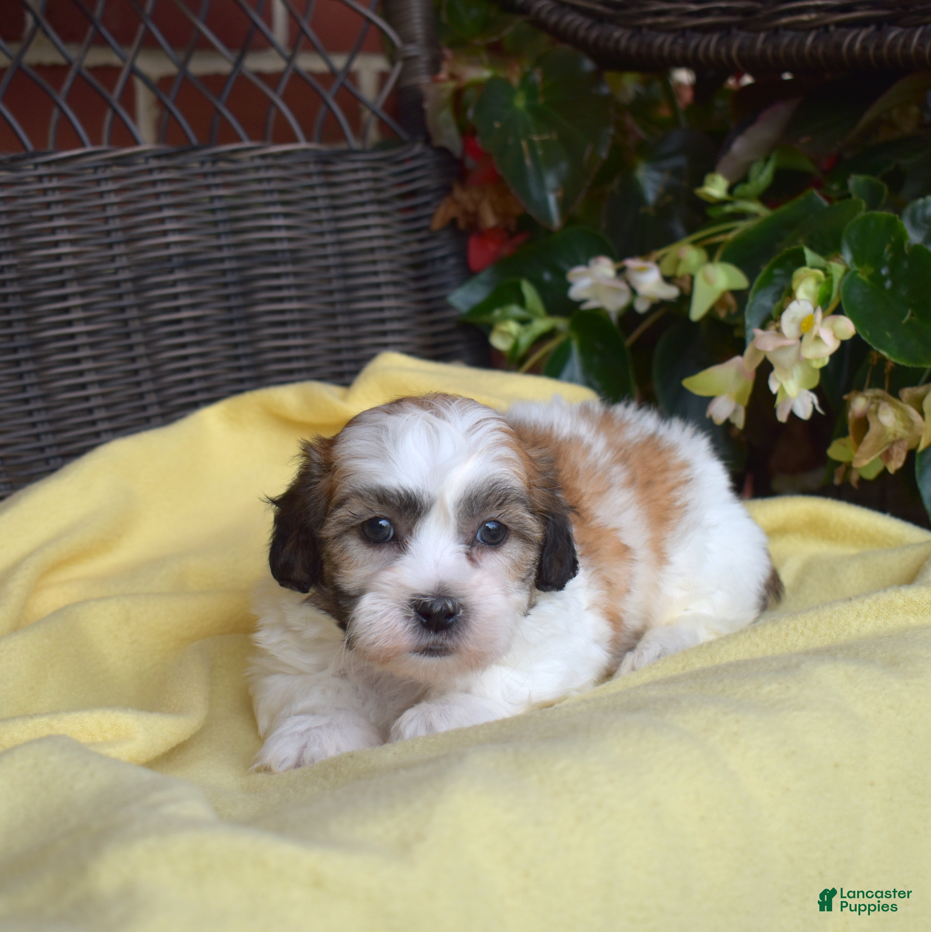 Teddy Bear dogs Chowder  - Ad 2