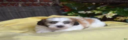 Teddy Bear dogs for sale: Chowder  - Ad 9