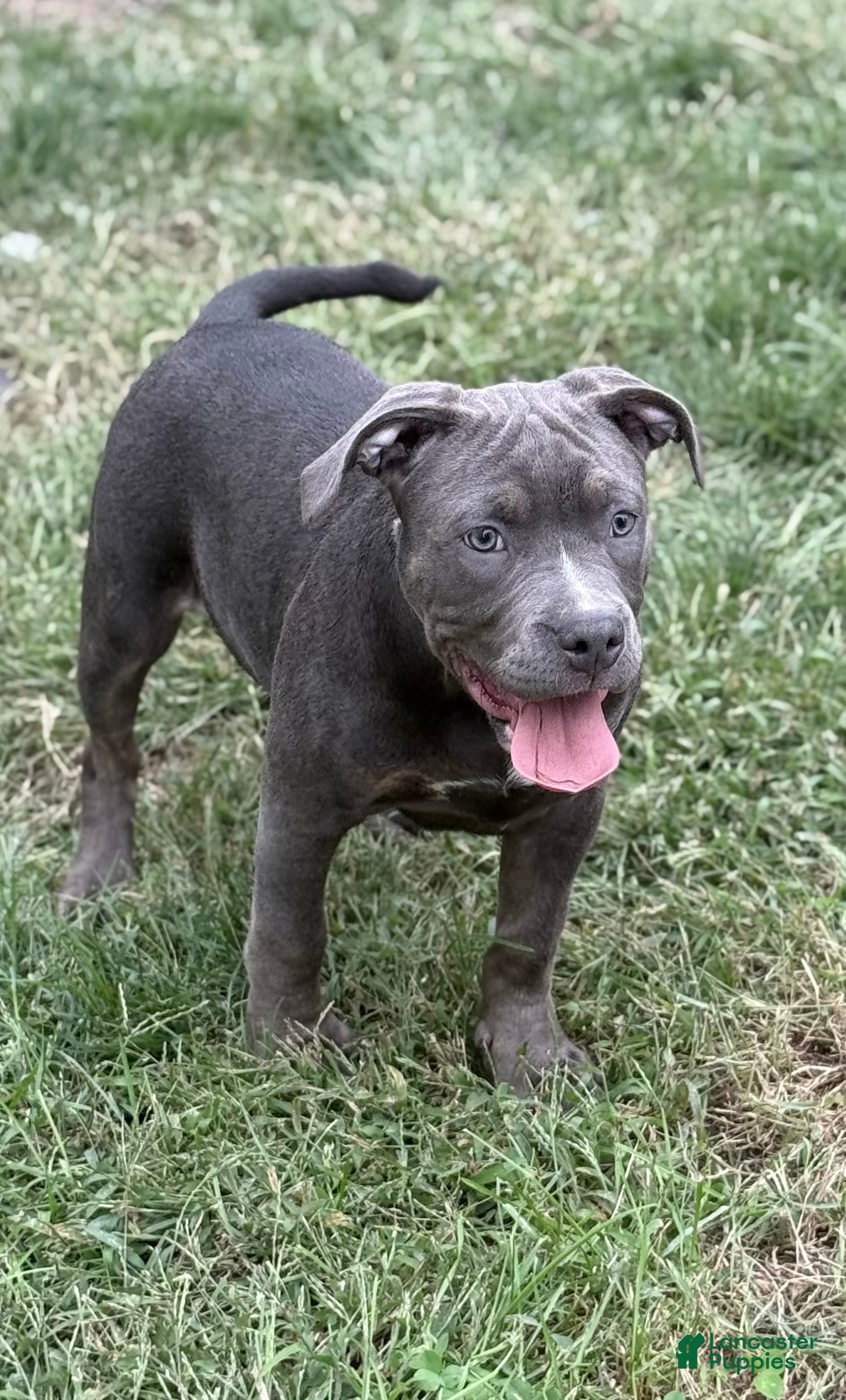 American Bully dogs Sugar - Ad 1