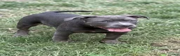 American Bully dogs for sale: Sugar - Ad 1