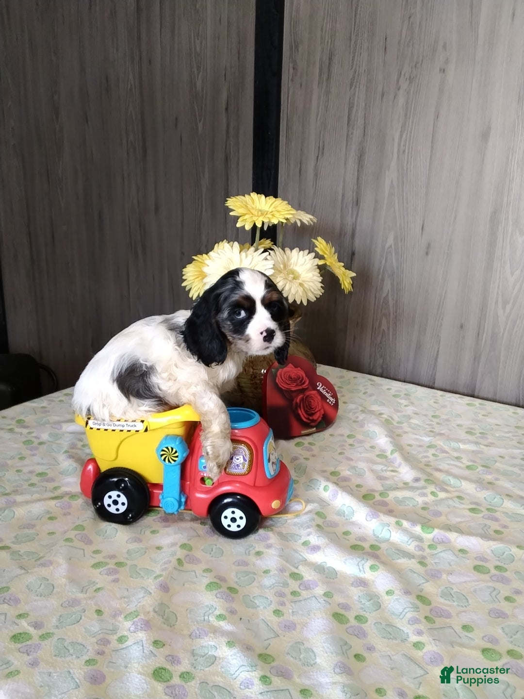 Cocker Spaniel dogs Duncan - Ad 2