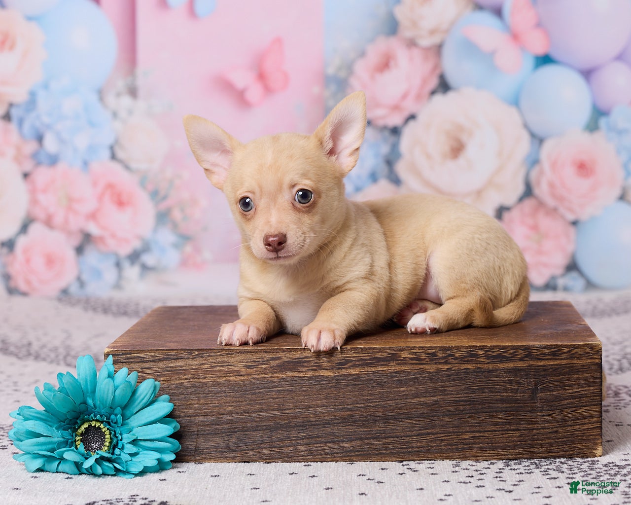 Chihuahua dogs Freddy - Ad 1