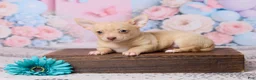 Chihuahua dogs for sale: Freddy - Ad 1