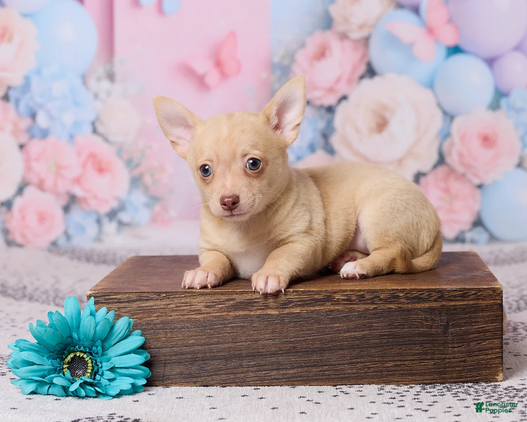 Chihuahua dogs for sale: Freddy - Ad 1