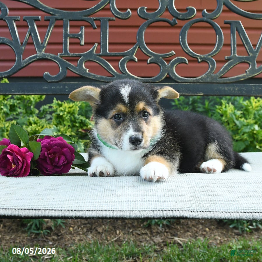 Welsh Corgi Pembroke dogs Ryan - Ad 2