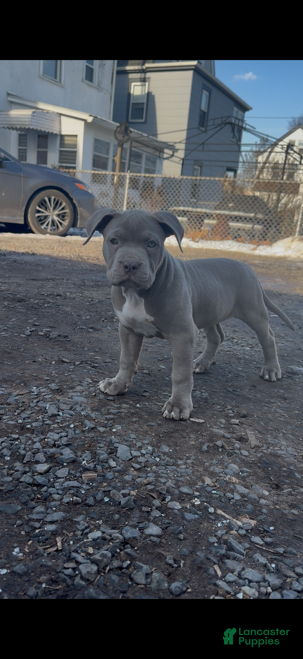 American Bully dogs NAIROBI The XL Bully - Ad 1