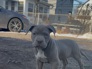 American Bully dogs NAIROBI The XL Bully - Ad 1