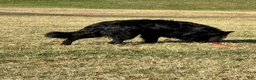 German Shepherd dogs for sale: Bella  - Ad 2