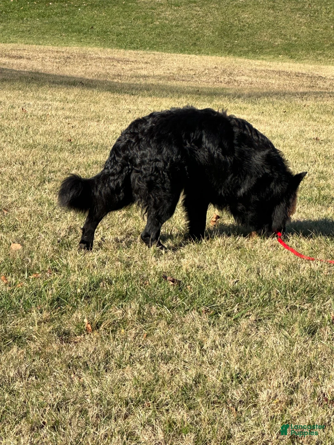 German Shepherd dogs for sale: Bella  - Ad 2