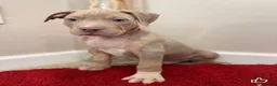 American Bully dogs for sale: American Bully Puppy 7 - Ad 7