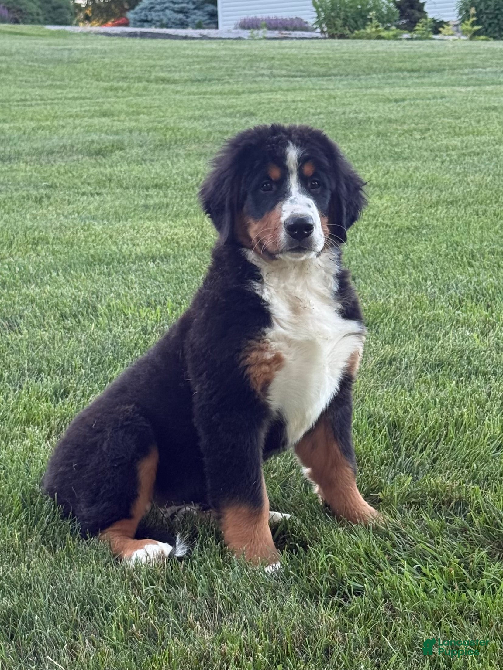 Bernese Mountain Dog dogs Ollie  - Ad 1